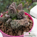 Adromischus marianiae