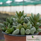 Adromischus schuldtianus juttae