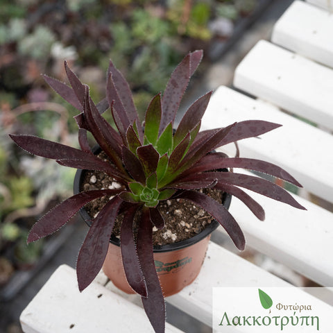Aeonium arboreum 'Zwartkop'