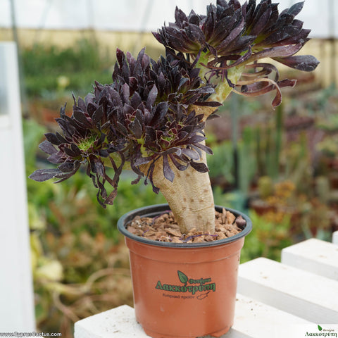 Aeonium schwarzkopf f. cristata