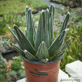 Agave victoriae-reginae