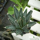 Agave victoriae-reginae
