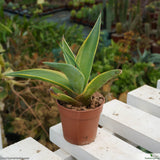 Agave desmettiana variegata
