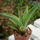Agave desmettiana variegata