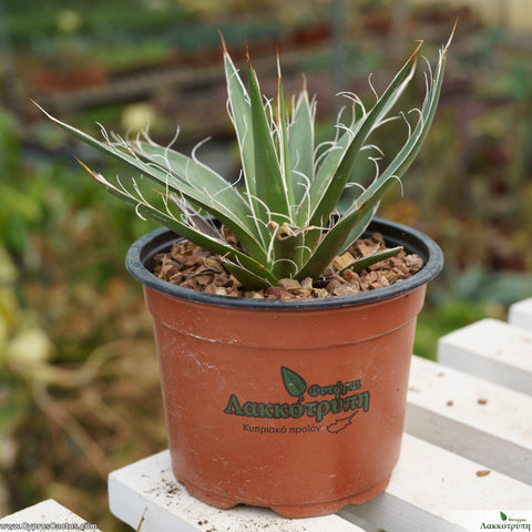 Agave filifera