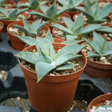Agave parryi truncata