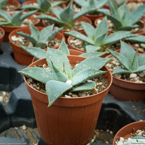 Agave parryi truncata