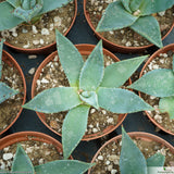 Agave parryi truncata