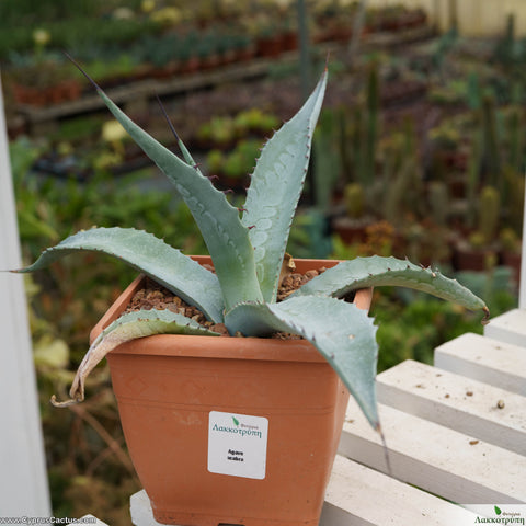 Agave scabra