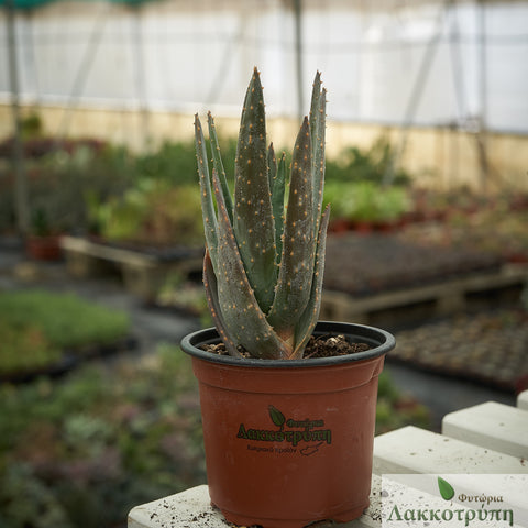 Aloidendron dichotomum