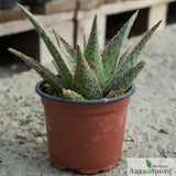 Aloe 'Pink Blush'