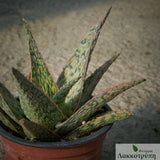 Aloe 'Pink Blush'