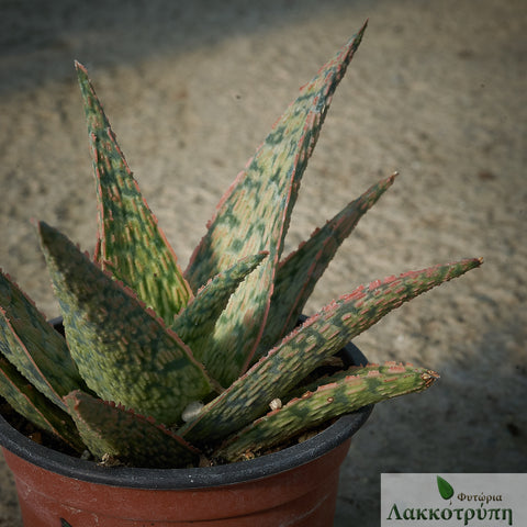 Aloe 'Pink Blush'
