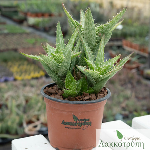 Aloe squarrosa