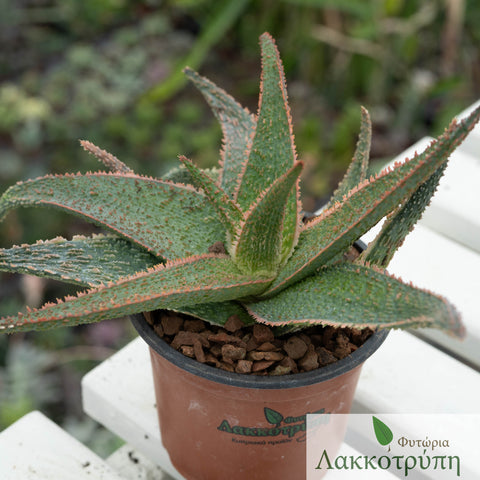 Aloe vito
