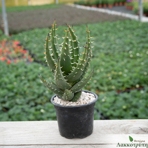 Aloe melanacantha