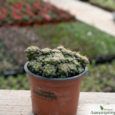 Anacampseros tomentosa