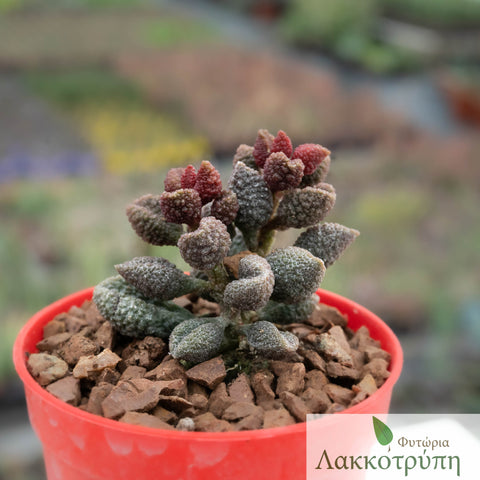 Adromischus marianiae herrei coffee