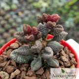 Adromischus marianiae herrei coffee