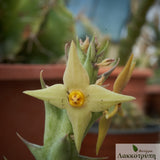 Angolluma gemugofana