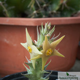 Angolluma gemugofana