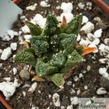 Ariocarpus fissuratus hintonii Mat