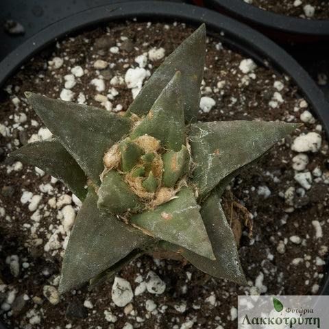 Ariocarpus trigonus