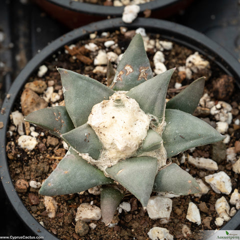 Ariocarpus confusus aramberri