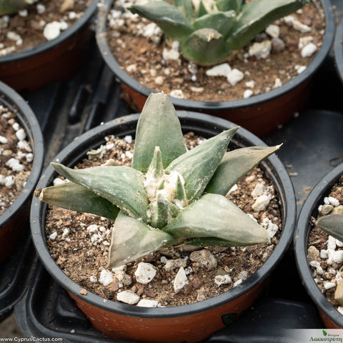 Ariocarpus confusus  La Escondida