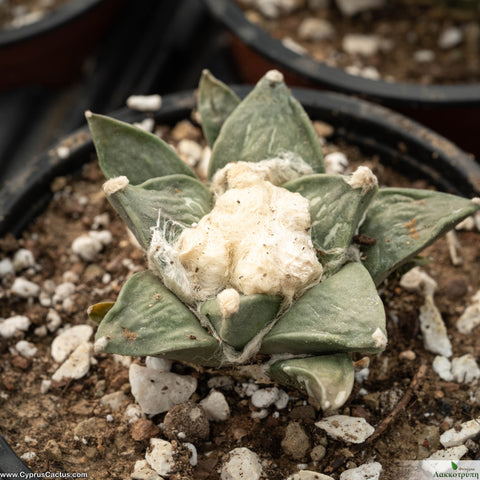 Ariocarpus retusus huizache