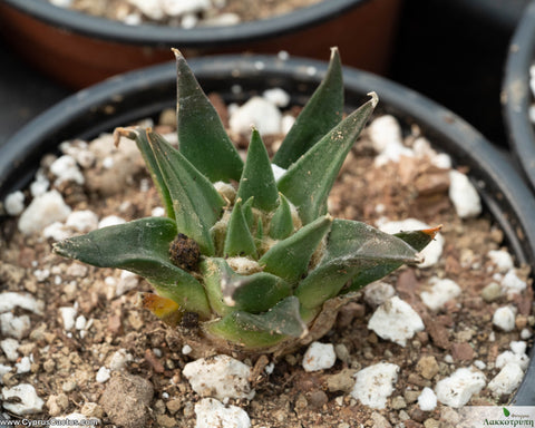Ariocarpus trigonus horacekii