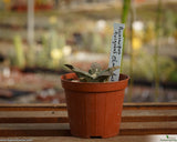 Ariocarpus trigonus var. elongatus