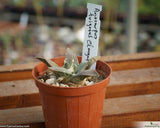 Ariocarpus trigonus var. elongatus