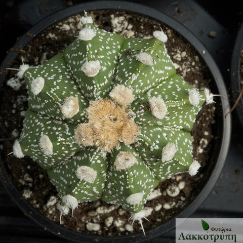Astrophytum asterias hybrid