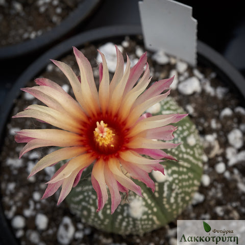 Astrophytum asteria Rosa/Yellow hybrid