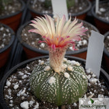 Astrophytum asteria Rosa/Yellow hybrid