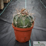 Astrophytum capricorne