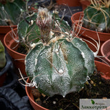 Astrophytum capricorne