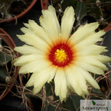 Astrophytum capricorne