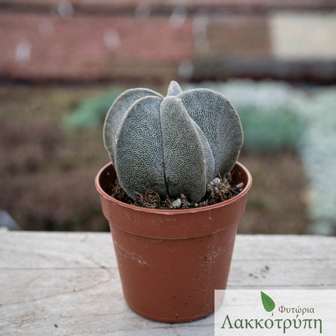 Astrophytum myriostigma