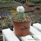 Astrophytum myriostigma fucuvios snow