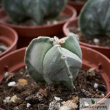 Astrophytum myriostigma tricostatum