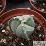 Astrophytum myriostigma tricostatum