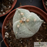 Astrophytum myriostigma tricostatum