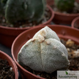 Astrophytum myriostigma tricostatum