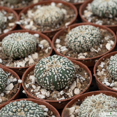 Astrophytum asterias - Superkabuto