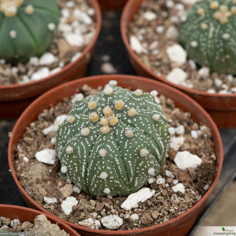 Astrophytum asterias - RED FLOWER