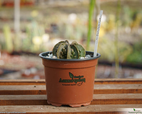 Astrophytum myriostigma cv. Fukuryu