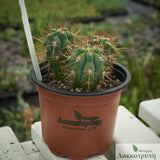 Browningia hertlingiana