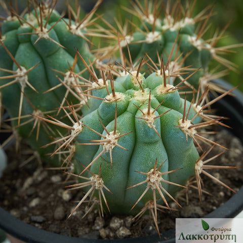 Browningia hertlingiana